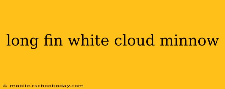 long fin white cloud minnow