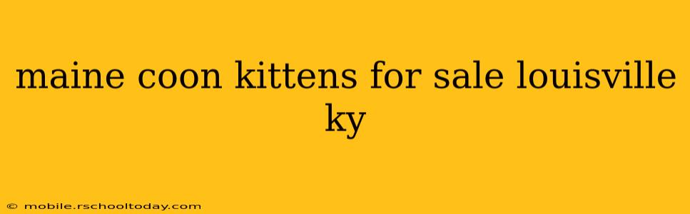 maine coon kittens for sale louisville ky