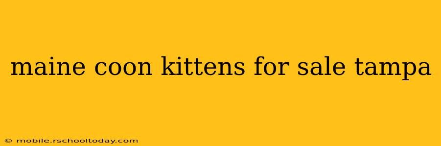 maine coon kittens for sale tampa
