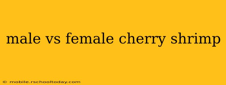 male vs female cherry shrimp