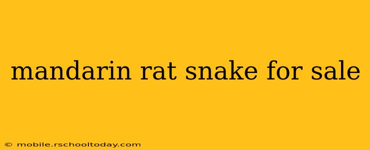 mandarin rat snake for sale