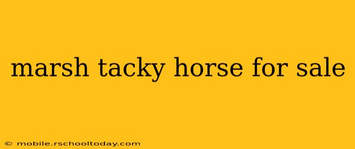 marsh tacky horse for sale
