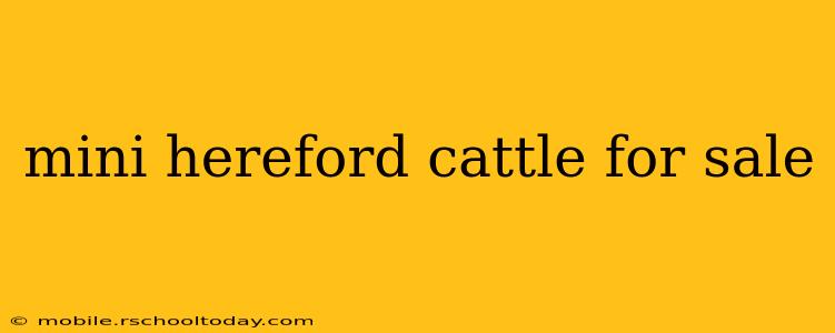mini hereford cattle for sale