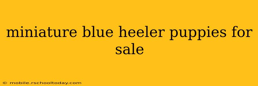 miniature blue heeler puppies for sale
