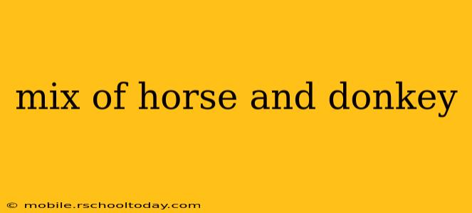 mix of horse and donkey