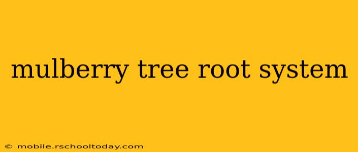 mulberry tree root system