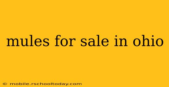 mules for sale in ohio