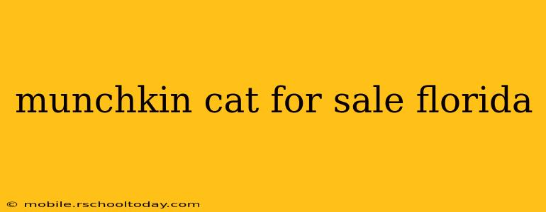 munchkin cat for sale florida