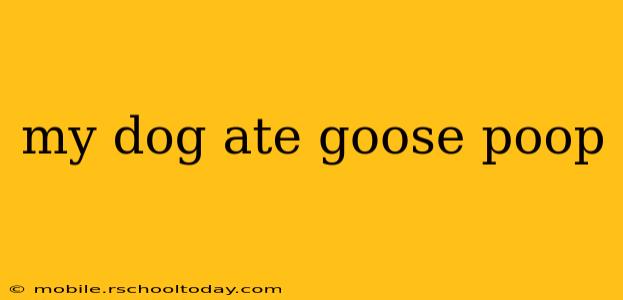 my dog ate goose poop