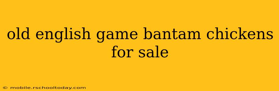 old english game bantam chickens for sale
