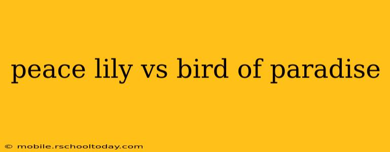 peace lily vs bird of paradise