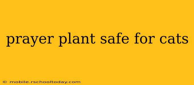 prayer plant safe for cats