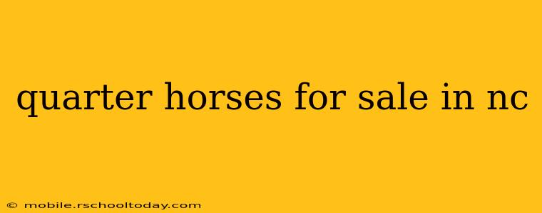 quarter horses for sale in nc