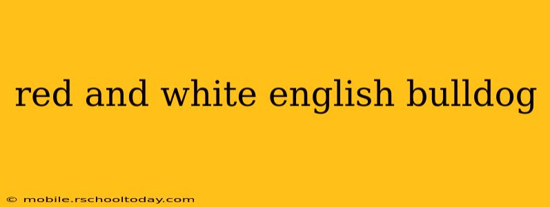 red and white english bulldog