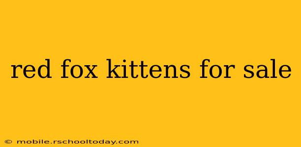 red fox kittens for sale