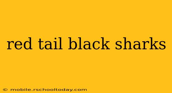 red tail black sharks