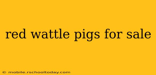 red wattle pigs for sale