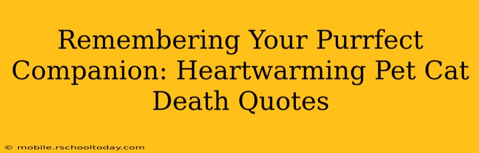 Remembering Your Purrfect Companion: Heartwarming Pet Cat Death Quotes