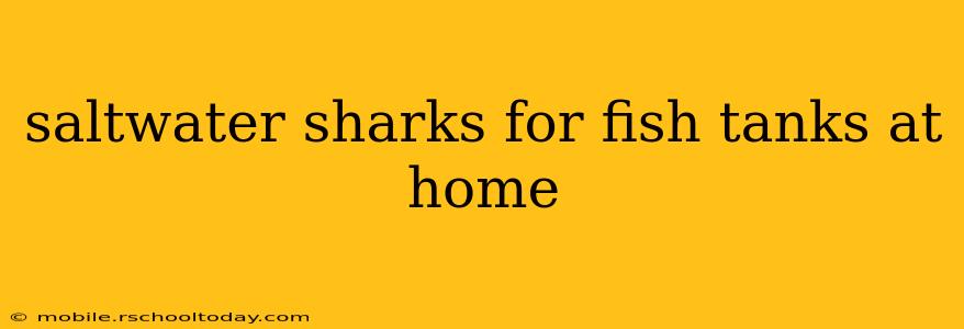 saltwater sharks for fish tanks at home