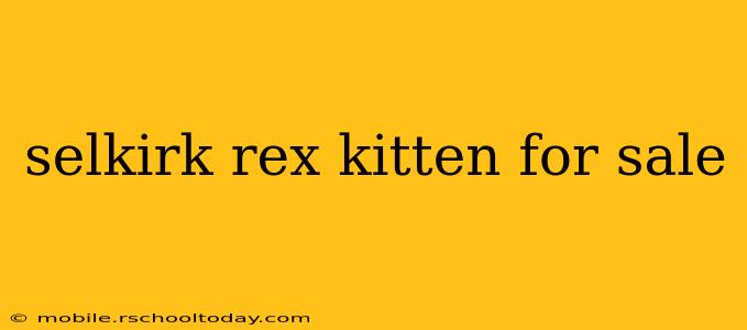selkirk rex kitten for sale