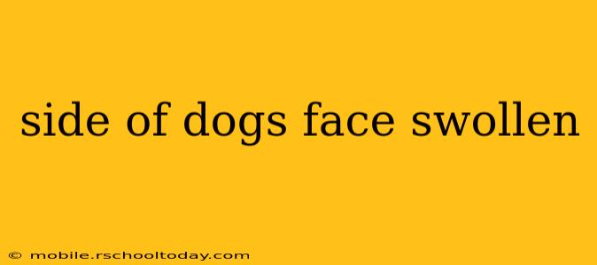 side of dogs face swollen