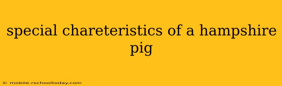 special chareteristics of a hampshire pig