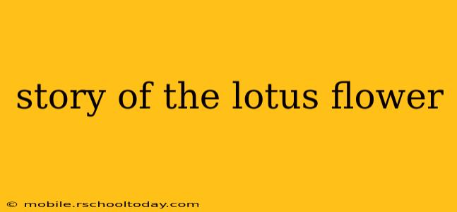 story of the lotus flower