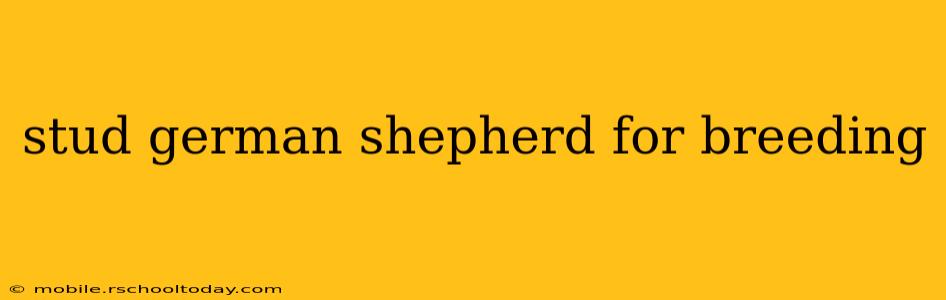 stud german shepherd for breeding