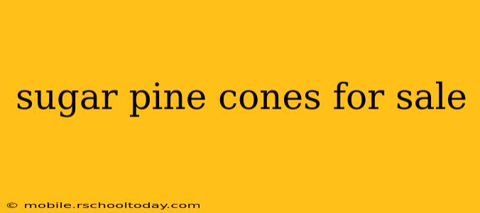 sugar pine cones for sale