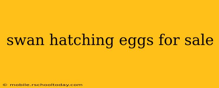 swan hatching eggs for sale