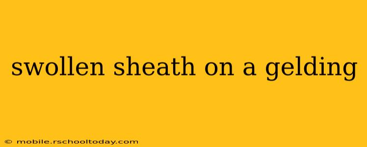 swollen sheath on a gelding