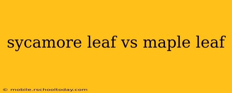 sycamore leaf vs maple leaf