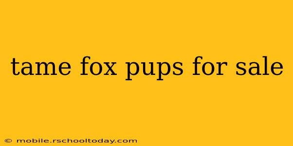 tame fox pups for sale