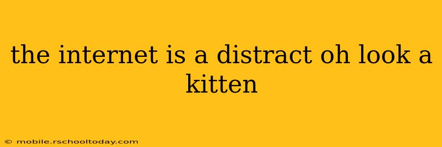 the internet is a distract oh look a kitten