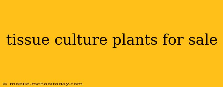 tissue culture plants for sale