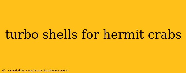 turbo shells for hermit crabs