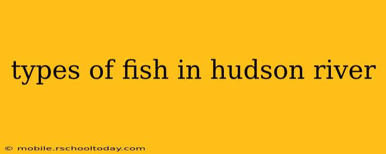 types of fish in hudson river