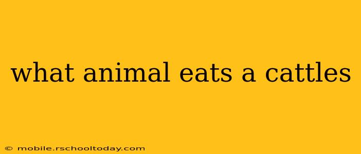 what animal eats a cattles