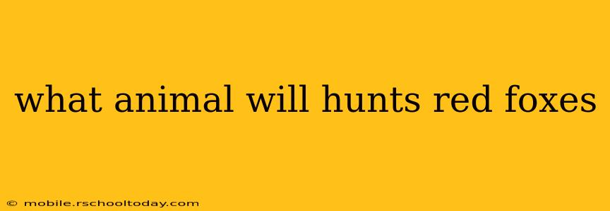 what animal will hunts red foxes