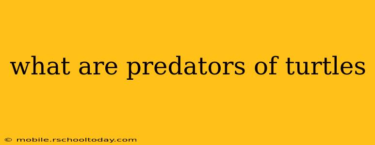 what are predators of turtles