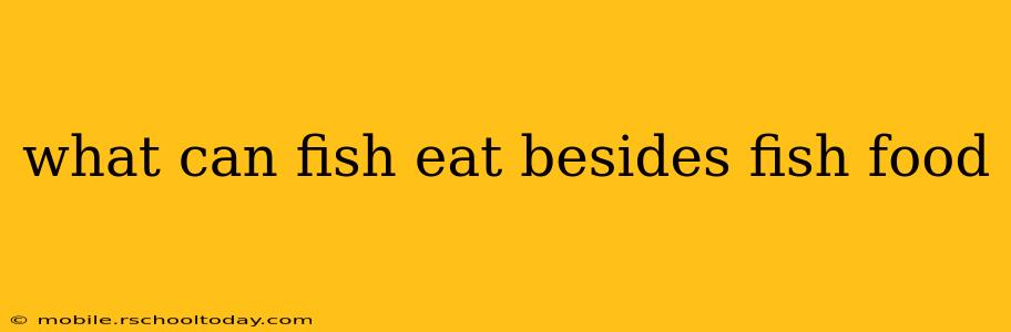 what can fish eat besides fish food