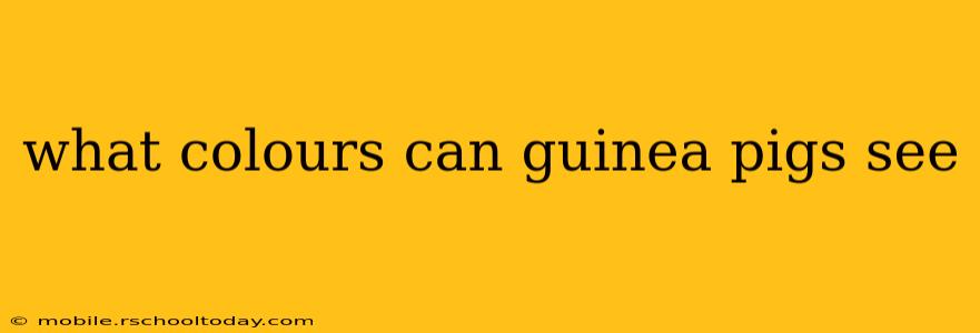 what colours can guinea pigs see
