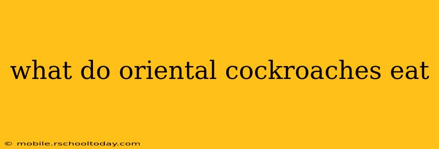 what do oriental cockroaches eat