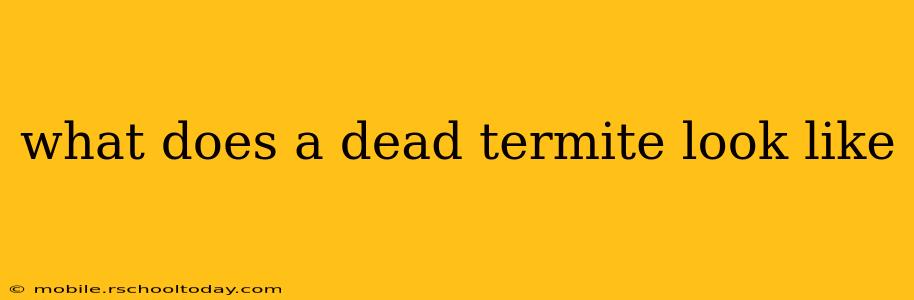 what does a dead termite look like