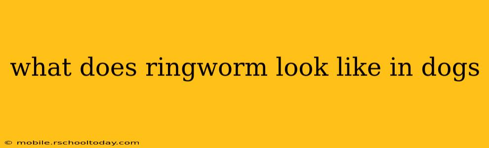 what does ringworm look like in dogs