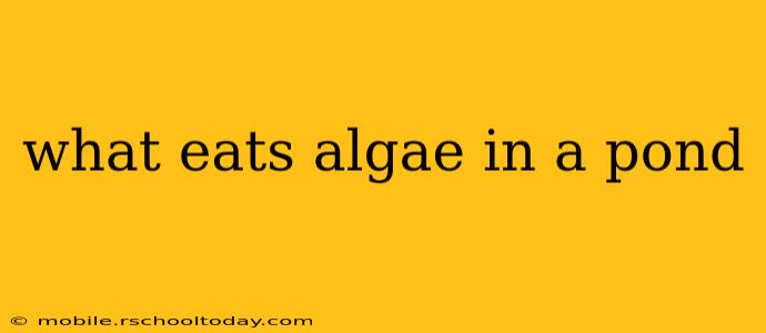 what eats algae in a pond