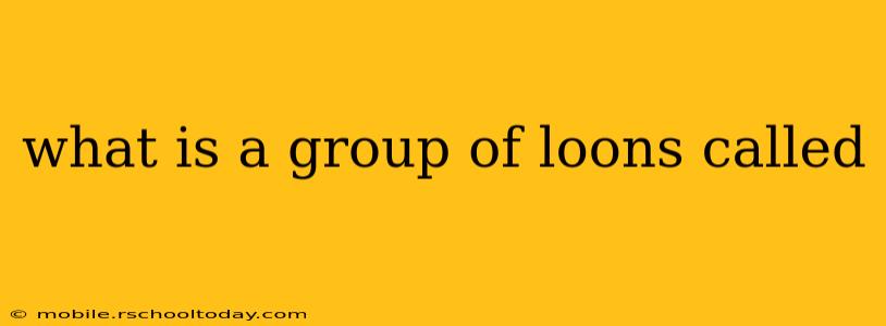 what is a group of loons called
