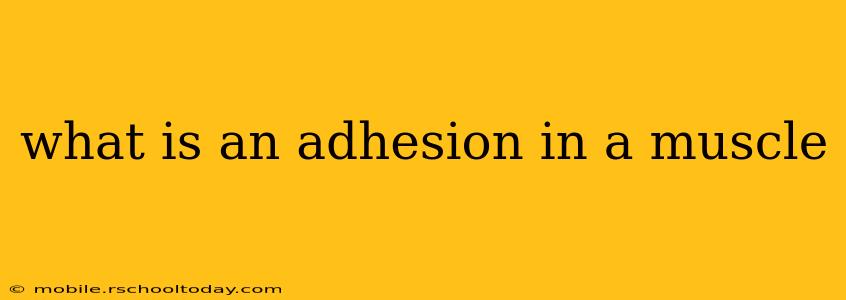 what is an adhesion in a muscle