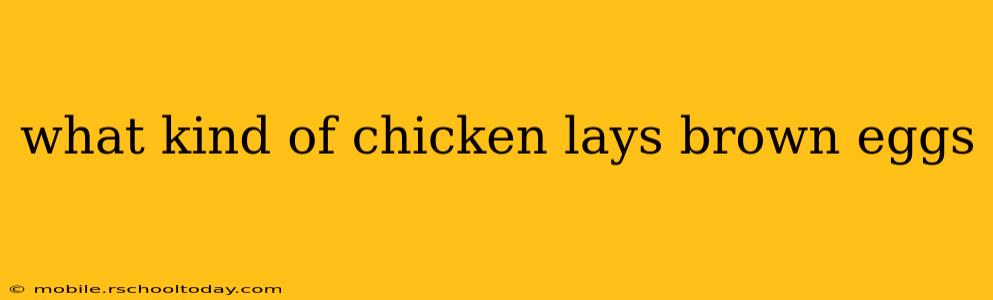 what kind of chicken lays brown eggs