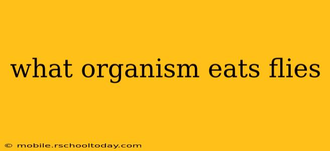 what organism eats flies